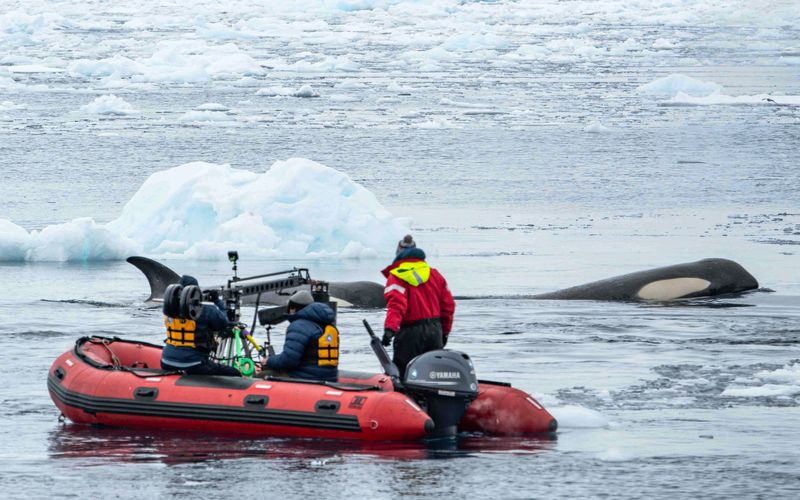 In der "Terra X"- Doku begleitet das Kamerateam die Orcas hautnah.