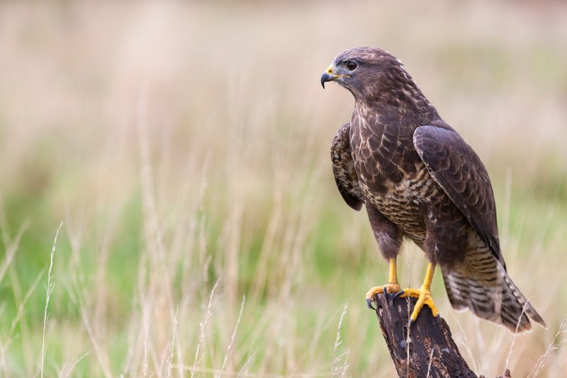 Die ewige Faszination des Menschen für den Greifvogel zeigt sich allein darin, wie gerne er als Wappentier und Emblem der Mächtigen verwendet wird. Greifvögel strahlen Stärke, Ruhe, Unbeirrbarkeit und Zielstrebigkeit aus. Aufgrund ihrer besonderen Talente wirken sie mitunter unbesiegbar.