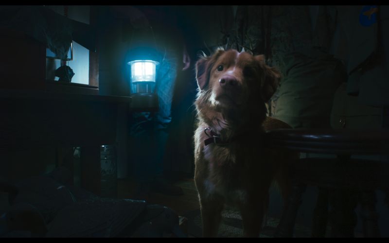 Tiere gehören zu den Standardmotiven des Horror-Genres, siehe "Der weiße Hai", "Friedhof der Kuscheltiere" oder "Cujo". Dass das Grauen aber aus der Perspektive eines Tieres erzählt, damit betritt Regisseur Ben Leonberg mit seinem Spielfilm-Erstling Neuland. Zum Kinostart des Horror-Thrillers am 30. Oktober zeigt die Galerie weitere Genre-Vertreter, die erzählerisch aus der Reihe fallen.