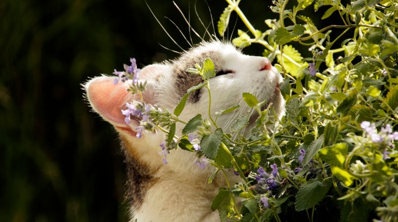 Katzen sprechen stark auf die betörende Wirkung der Katzenminze an.