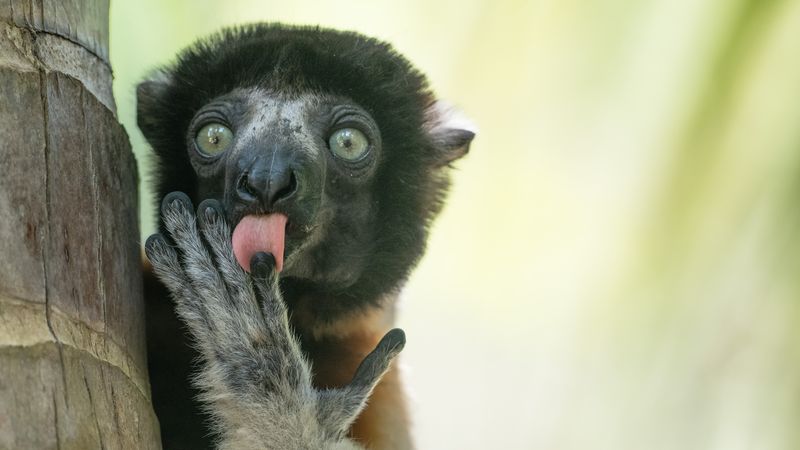 Nikon Comedy Wildlife Awards