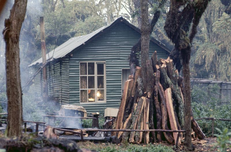 Eine einsame Freundin der Gorillas: Dian Fossey in ihrer Hütte im Karisoke-Forschungszentrum, Ruanda.