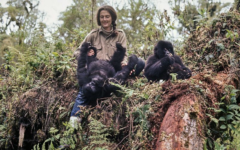 Dian Fossey mit den Gorillas Coco und Pucker: Mit großer Geduld und Anpassung an die Tiere gewann sie das Vertrauen der Gorillas. Zuletzt wurde sie von Wilderern in einen Krieg gegen sie hineingezogen und bekam dabei psychische Probleme.