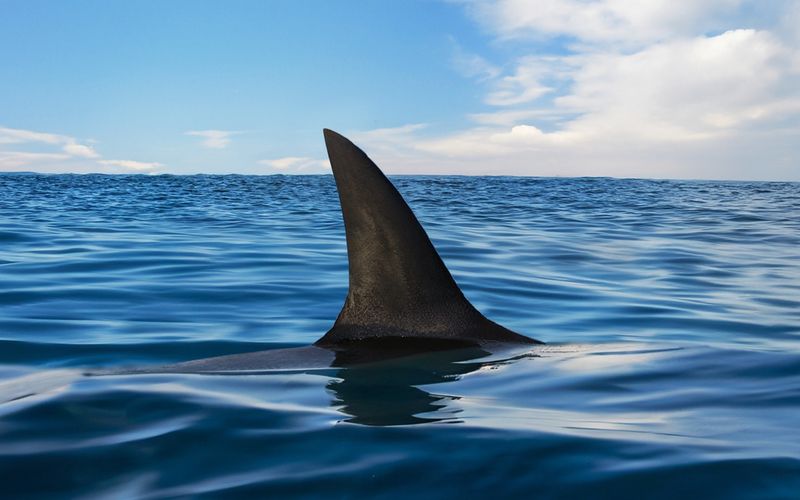 Rund 47 Haiarten leben im Mittelmeer (Symbolbild).