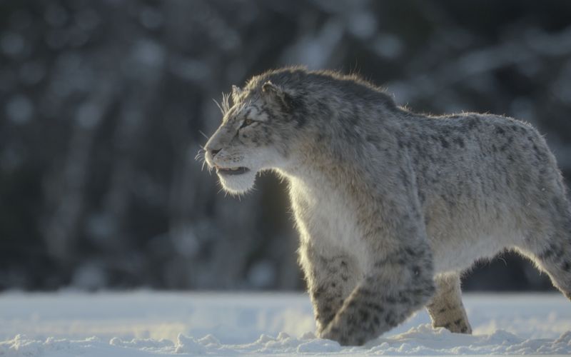 Das Animations- und Special-Effects-Studio Framestore lässt auch in der dritten Staffel von "Ein Planet vor unserer Zeit" ausgestorbene Spezies wie Säbelzahntiger lebendig werden.