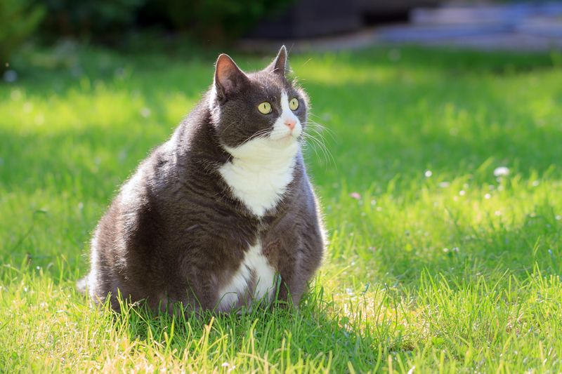 Auch bei Katzen sollen Medikamente gegen Diabetes Übergewicht reduzieren können.