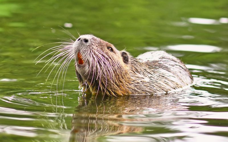 Nutrias gelten als invasive Art: Sie stammen ursprünglich aus Südamerika.