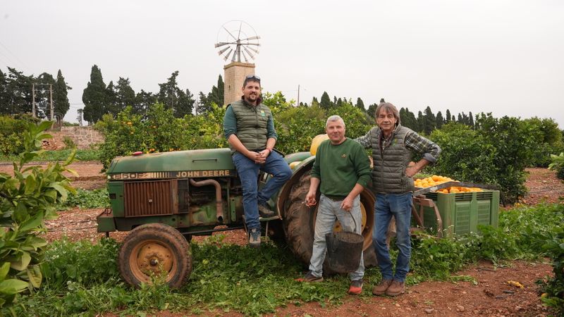 Die Orangenernte hält die Landwirte auf Mallorca auf Trab. Von links: Franz Kraus, Lluis Colom Gollini und Stefan Livida