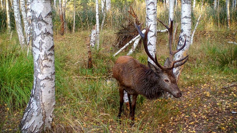 Die Brunft verlangt den Hirschen viel Kraft ab, was sie zu einem leichteren Ziel für Raubtiere macht.