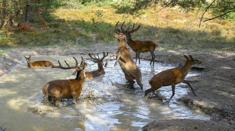Noch wird das ausgelassene Spiel der Rothirsche in einer Suhle nicht von Wölfen gestört.
