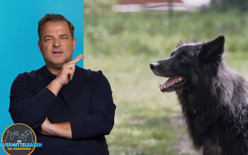 Martin Rütter hat Hoffnung: Es gibt einen Interessenten für Hütehund-Mix Jimmy.
