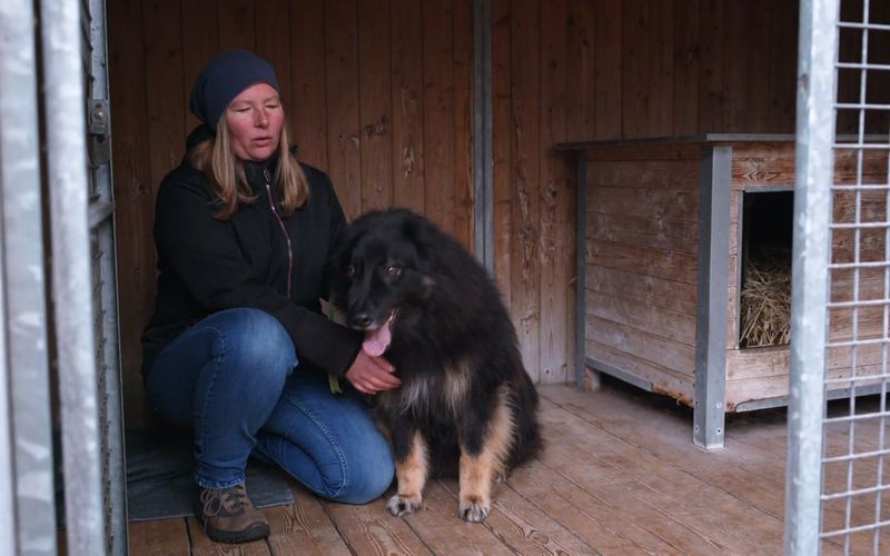 Die Vermittlung von Hütehund-Mix Jimmy war in der letzten Staffel gescheitert.