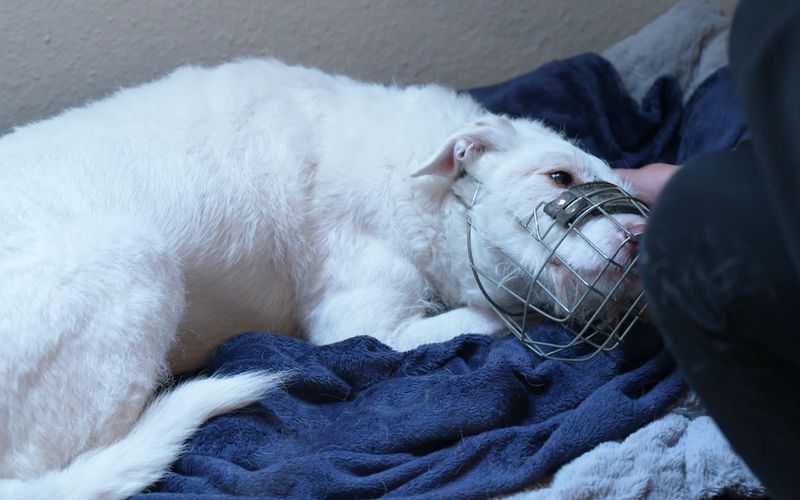 Der Mischling wurde in Spanien als Hofhund gehalten, durfte nur zur Jagd raus.