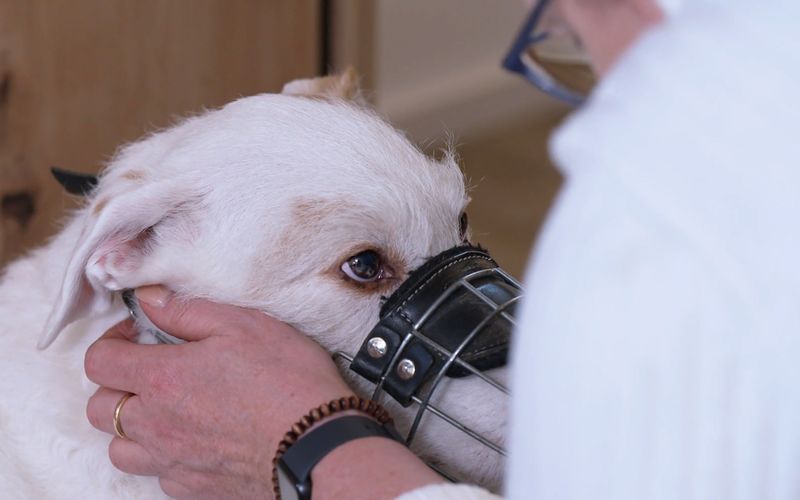 Elvis' Menschen bekommmen eine Hiobs-Botschaft. 