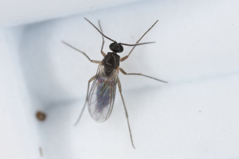 Trauermücken werden gerne mit Fruchtfliegen verwechselt.