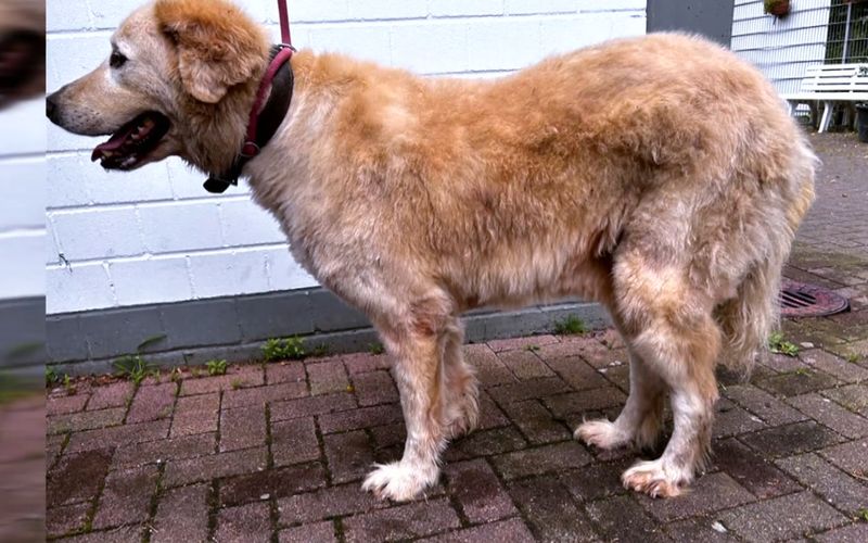 Die beiden Herdenschutzhunde wurden völlig verwahrlost beschlagnahmt.