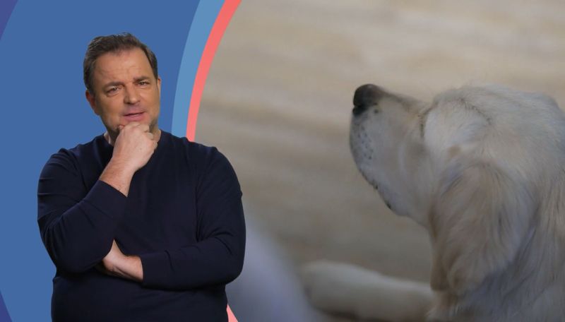 Martin Rütter findet: Goldie-Dame Layla tanzt ihren Herrchen immer noch auf der Nase herum.