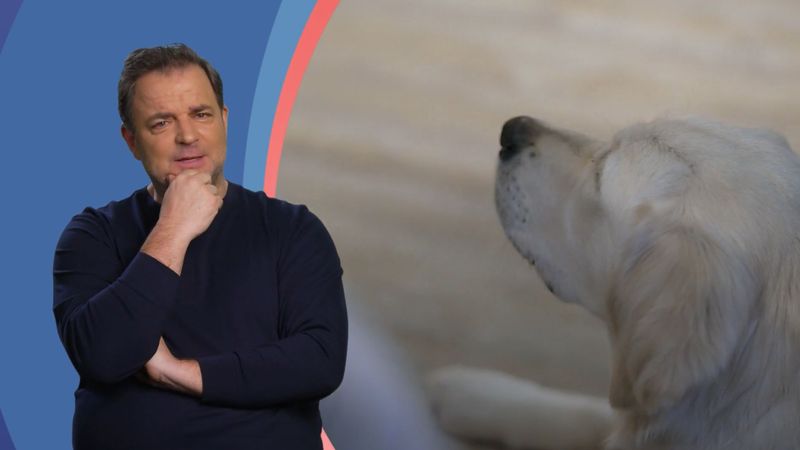 "Die Welpen kommen - Mit Martin Rütter"