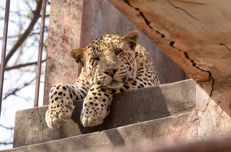Bahadur, der Vater von Rana, ist seit sechs Jahren Herrscher der Dynastie.