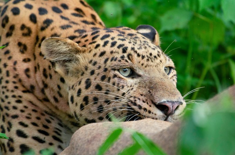 Der zweijährige Rana muss nach dem Verschwinden seiner Mutter alleine um sein Überleben kämpfen. 