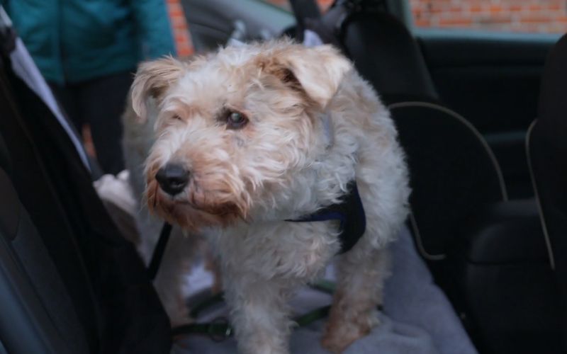 Der fünfjährige Pudel-Terrier-Mix wurde in Rumänien zerbissen aufgefunden.