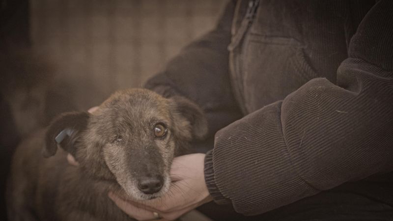 200 Euro werden in Rumänien für jedes gefangene Tier gezahlt.