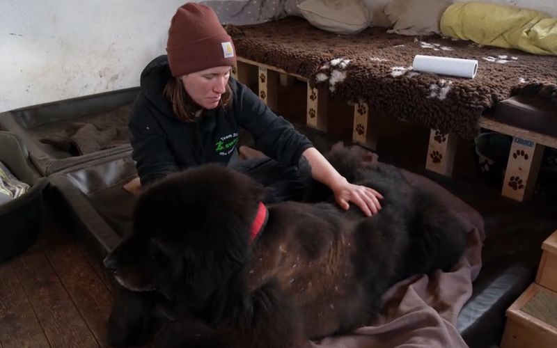 Kurz nach der Vermittlung wird der zwölfjährige Rüde schwer krank.