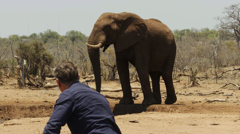 Wilde Elefanten sah Dirk Steffens zum ersten Mal vor 35 Jahren. Noch immer mache ihn ihr Anblick heute genauso glücklich.

