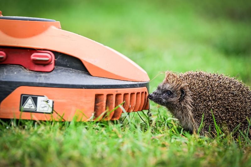 Mähroboter können eine große Gefahr für Igel und andere Kleintiere darstellen.