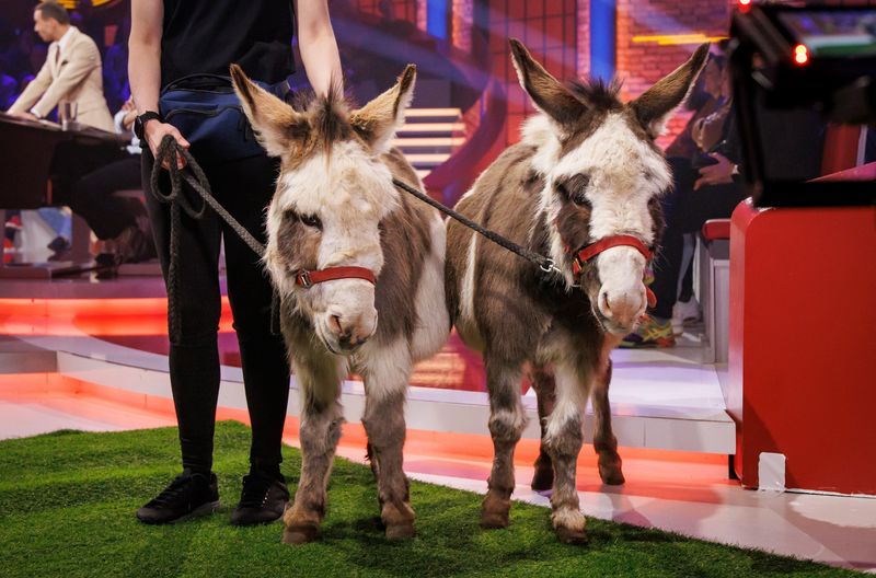 Stehen weit oben auf der Niedlichkeitskala: zwei Zwergponys. 