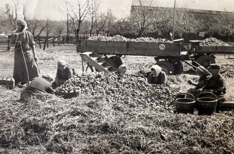 Kartoffelernte war lange harte Handarbeit.