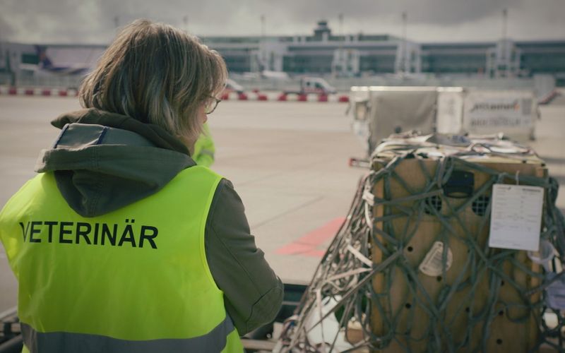 In der gut gesicherten Gitterbox befindet sich eine gefährliche Raubkatze, ein europäischer Luchs. Am Flughafen München reisen so täglich Tiere ein und aus. In der neuen Dokuserie "Animal Takeoff" zeigt der BR, wo am Flughafen sonst noch Tiere im Spiel sind.