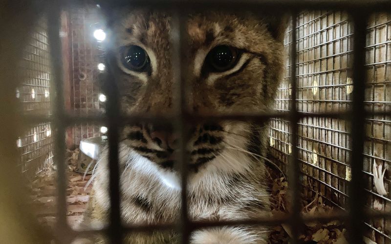 Der BR blickt in "Animal Takeoff" hinter die Kulissen des Münchner Flughafens auf der Suche nach seinen tierischen Fluggästen. In der ersten Folge erwartet Amtsveterinär Henrik Tandler einen europäischen Luchs (Foto), der von einem Zoo in den anderen umzieht.