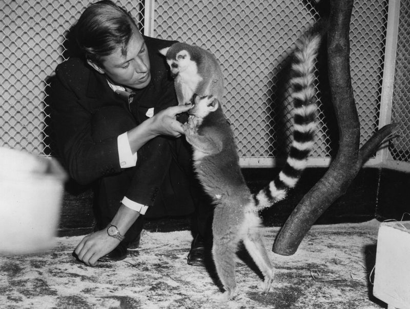 Seit Jahrzehnten bringt er die Wunder der Natur in die Wohnzimmer der Welt: Sir David Attenborough (Bild, mit einem Lemuren) wurde mit BBC-Dokumentationen wie "Life on Earth" und "Der blaue Planet" zur Stimme des Planeten. Mit seiner ruhigen, eindringlichen Erzählweise und spektakulären Naturaufnahmen prägte er Generationen von Zuschauern und machte Umwelt- und Artenschutz zu einem globalen Thema.



