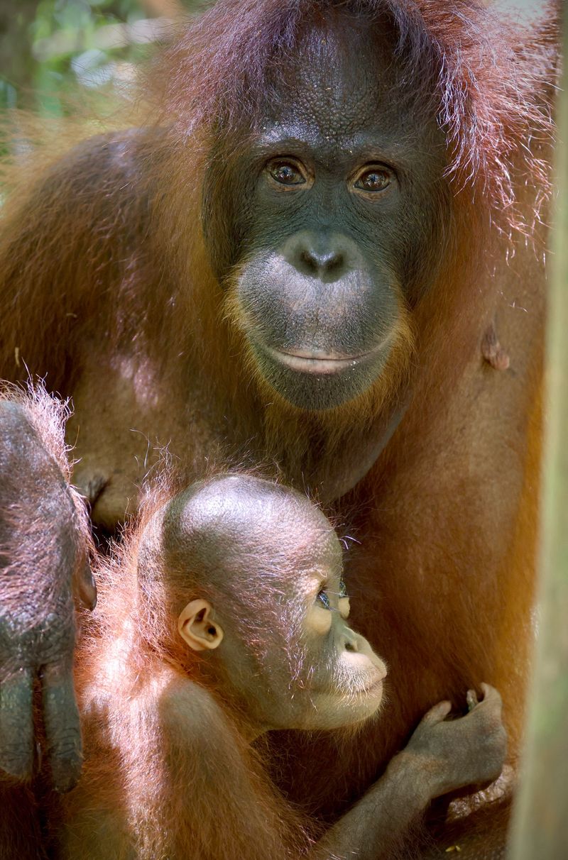 "Orang-Utans - Die unbekannten Menschenaffen" begleitet Sati und ihre Tochter Huyan hautnah.