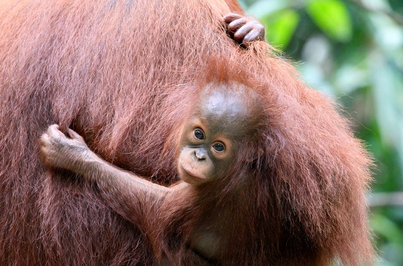 Junge Orang-Utans bleiben etwa acht Jahre bei ihrer Mutter und lernen von ihr alles, was sie zum Überleben brauchen.