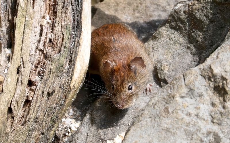 In Deutschland wird das Hantavirus vor allem durch die Rötelmaus übertragen.