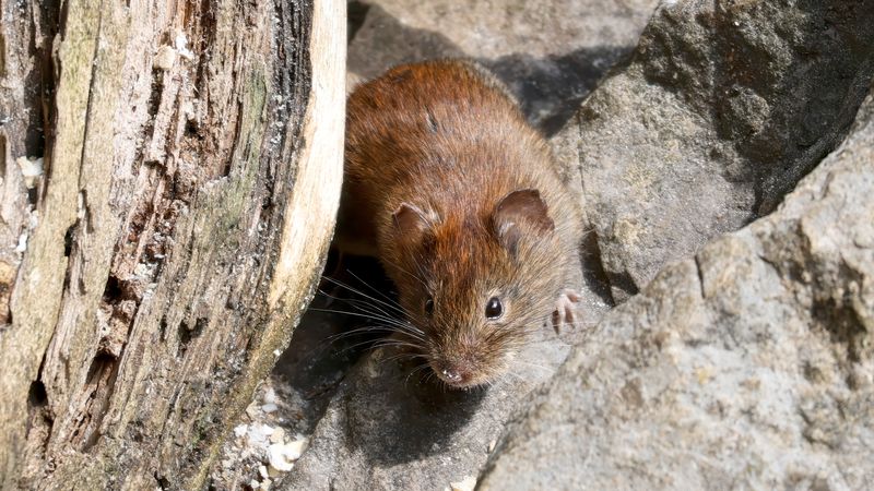 Wie gefährlich ist das Hantavirus?
